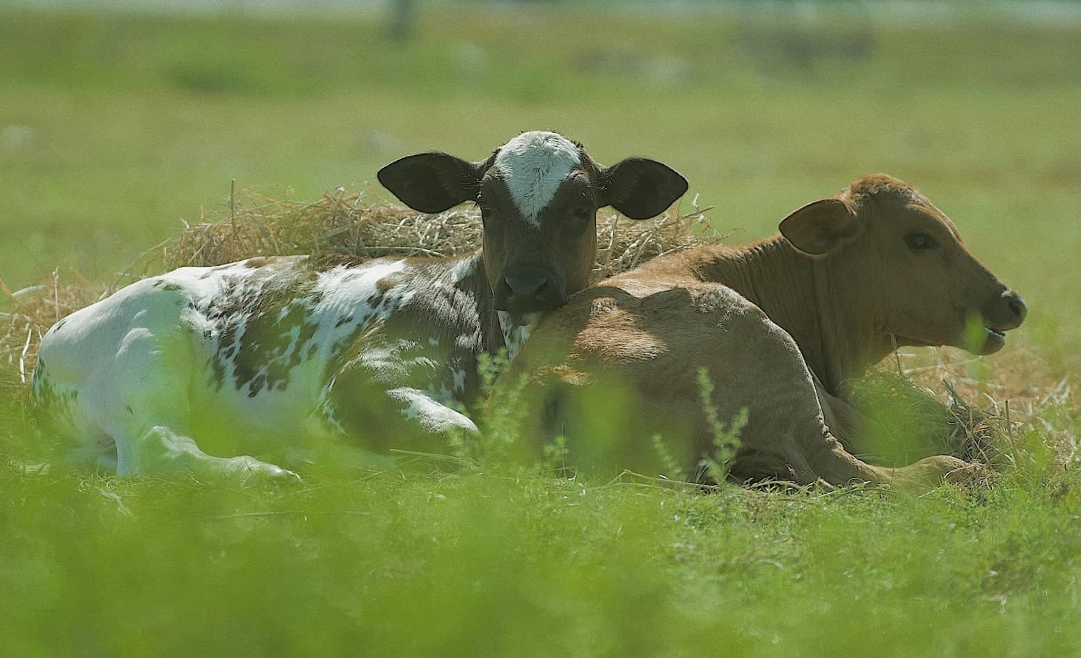 New Calf Arrival