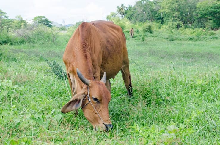 Cow adoption